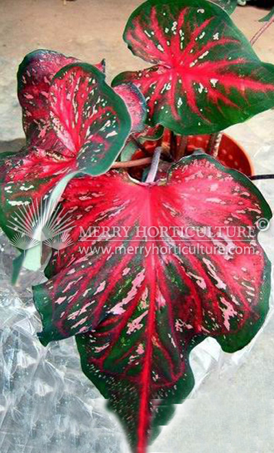 Caladium Lanle Wharton